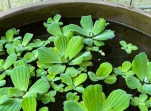 玫瑰水芙蓉風水|水芙蓉怎麼養？水芙蓉的好處、壞處&繁殖攻略 – 新鮮。